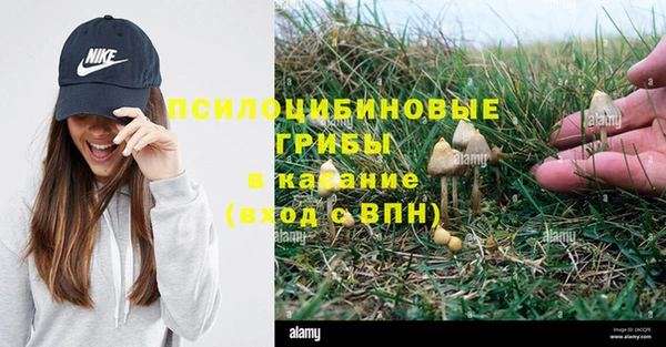гашик Новозыбков